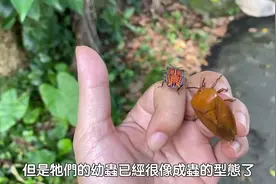 生物小知识，臭大姐真的有那么可怕么？