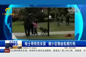 哈士奇“发疯”撕咬女童，小区保安乱棍将其打死，狗主人仍未找到视频封面