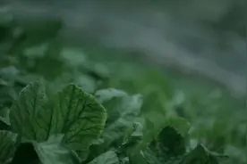 舌尖上的重庆：涪陵榨菜！视频封面