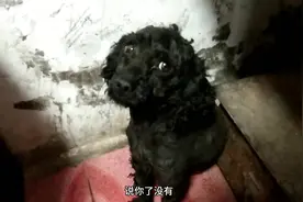 表哥家的黑色泰迪，毛被剃掉之后表情很搞笑，躲在屋里面不敢见人视频封面