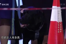 盲女带着导盲犬亮相，它与众不同的技艺，瞬间惊艳众人｜好久不见视频封面