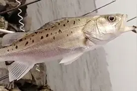 抛竿串钩挂泥鳅钓鲈鱼，冬天你路亚肯定钓不到，还是和我学学吧视频封面