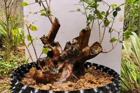 这就是天然的白花檵木，根本不用嫁接，直接造型就可以了