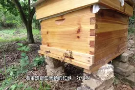 夏天的大流蜜期来了，看看蜜蜂喜欢采哪些花，这是繁蜂的好时机