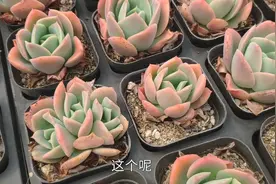 粉红色的绮罗多肉，很容易缀化，更容易群生爆头！视频封面