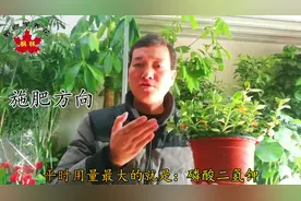 垂吊花卉金鱼吊兰，从日常养护到控型促花...