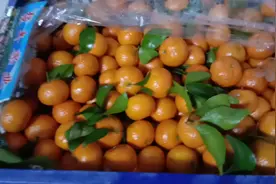 今年的水果特便宜，妹子家买一筐砂糖橘40斤，大家猜猜花多少钱？视频封面