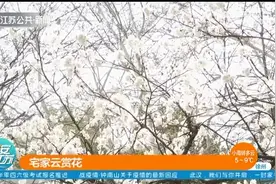 南京鸡鸣寺消息树开花啦！玄武湖樱桃园更是美不胜收视频封面