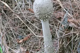 广西桂平农村山上找松茸菌，麻垌土话叫松木菌。你们怎么叫？