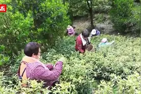 洛阳“采茶娘子”远赴浙江安吉，一天采茶4、5斤，月收入近4000元视频封面