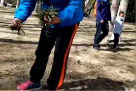 北京各大公园出现奇葩一幕：大妈们疯狂挖野菜视频封面
