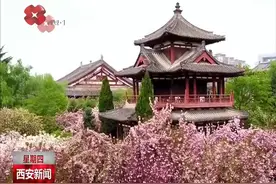 千年古都 常来长安 青龙寺樱花烂漫 春游西安正当时图片