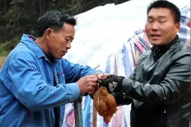 小鸡胀气了胖哥很心急，姨父教了一招，小鸡一会儿就复原了