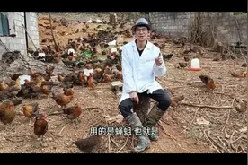最牛养鸡人：北京一老人用蝇蛆养鸡，年产蛋数量超出你想象