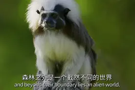 世界极其稀有的一种猴子——棉冠狨，极度濒危视频封面
