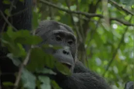 自然世界：小帕姆巴回到了峡谷，它的回归对于群落来说是个好消息视频封面