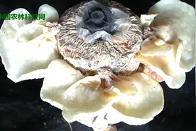 杨凌示范区西北首例菌类新品种，探访杨凌羊肚耳种植基地视频封面