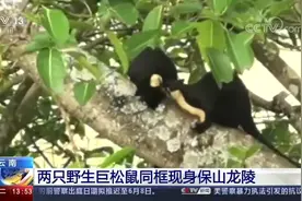 松鼠界的巨无霸！两只野生巨松鼠同框现身 上蹿下跳忙着找果实视频封面