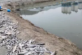 鱼塘冬天缺氧8000多斤鱼都憋死了！几万块打水漂了，看着真心疼视频封面