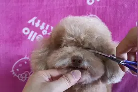 狗狗眼睛毛太长不敢剪，怕戳到眼睛怎么办？做好一个动作轻松修剪