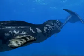 沧龙滑齿龙抢地盘打架受伤，一群巨齿鲨游过来跟踪，恐龙史前时代