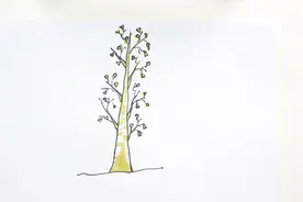 白桦树简笔画视频封面