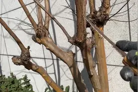 紫薇树修剪，四五米高的树剪成一米五，每年都这么剪才能开得好视频封面