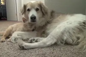 猫咪喜欢黏在狗狗身边，连睡觉都要靠在狗狗身上睡，画面十分有爱