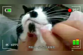 猫咪下巴有黑头？千万不要手贱乱挤！可以这样做视频封面