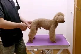 宠物美容师分享：狗狗剪毛不听话，怎么办呢？方法简单实用视频封面