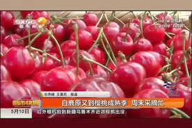白鹿原又到樱桃成熟季！红彤彤的挂满枝头，很是诱人|都市快报视频封面