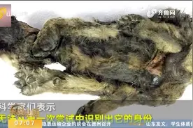 西伯利亚发现冰冻万年的“小狼狗”，死亡时2个月大，标本很完整视频封面