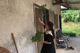 端午来临之际，小妹在门上插了一种植物，你们家乡还有什么习俗呢视频封面