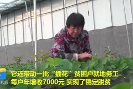 草莓大棚让贫困户走上致富路，单个大棚年利润10万，农户们快看看视频封面