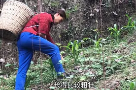 新长的玉米苗，为啥要把叶子砍了？听听老妈怎么说？