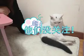捡到只流浪猫，去医院检查要花1500元？这是被坑了吗？视频封面