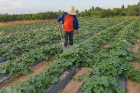 乡村阿炳：甜瓜种植，叶面杀虫抗病菌，喷洒代森锰锌加虱螨脲