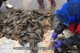 山东青岛，很少有人吃过的贝类海鲜，在南方却是名贵菜视频封面