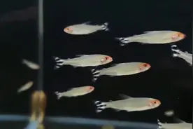 哪种观赏鱼群游性好？如何让红鼻剪刀鱼保持群游，给你介绍小办法视频封面