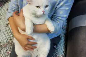 可爱的小白也病倒了，医生说先吃两天消炎药和利尿通观察一下！视频封面