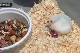 【仓鼠生宝宝】产房现场！原来仓鼠是这样生宝宝的！！视频封面