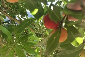 今天才知道，原来吃杨梅有这么多好处，下次我也多摘一点视频封面