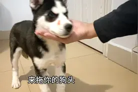 哈士奇：铲屎的，快把你的脏手给我拿开视频封面