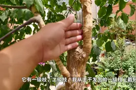 幸福树长得不好，直接砍头，这样的长势效果会更好视频封面