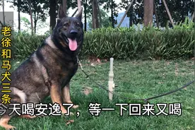 东德犬抱住水管喝水不松嘴，这饮水量把网友都惊呆了