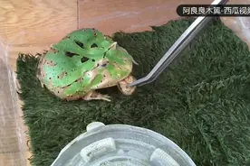 7年时间，小伙养一只蛙做宠物，看着它长大变老，不一样的感动！视频封面