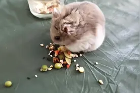 仓鼠吃下了自己的便便，可能是觉得太臭了，就连带食物吐出来了