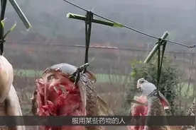 医生建议：鱼尽量少吃，最好不吃，这是为什么呢？现在知道还不晚视频封面