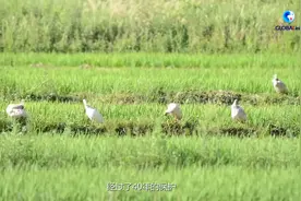 全球连线｜“秦岭四宝”都有啥？原来你们是这样的全运会吉祥物图片
