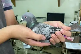 台湾夏季海翔42591羽鸽王总冠军 有四关都入围前5名视频封面